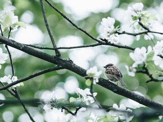 福特嘉年华15款